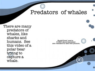 Predators  of whales There are many predators of whales, like sharks and humans.  See this video of a polar bear trying to capture a whale. 