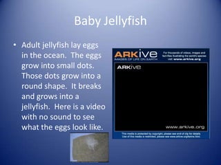Jellyfish | PPT