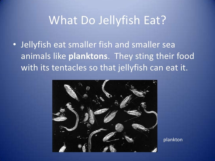 Jellyfish