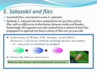 E. Sakazakii and flies,[object Object],household flies, were found to carry E. sakazakii.,[object Object],Similarly, E. sakazakii has been isolated from the gut flora of fruit flies, with no differences in distribution between males and females. Surprisingly, the organism was only isolated from a culture of fruit flies propagated in 1998 and not from a colony of flies over 30 years old. ,[object Object]