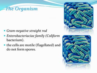 The Organism ,[object Object],Gram-negative straight rod,[object Object],Enterobacteriaciae family (Coliform bacterium).,[object Object],the cells are motile (flagellated) and do not form spores.,[object Object]