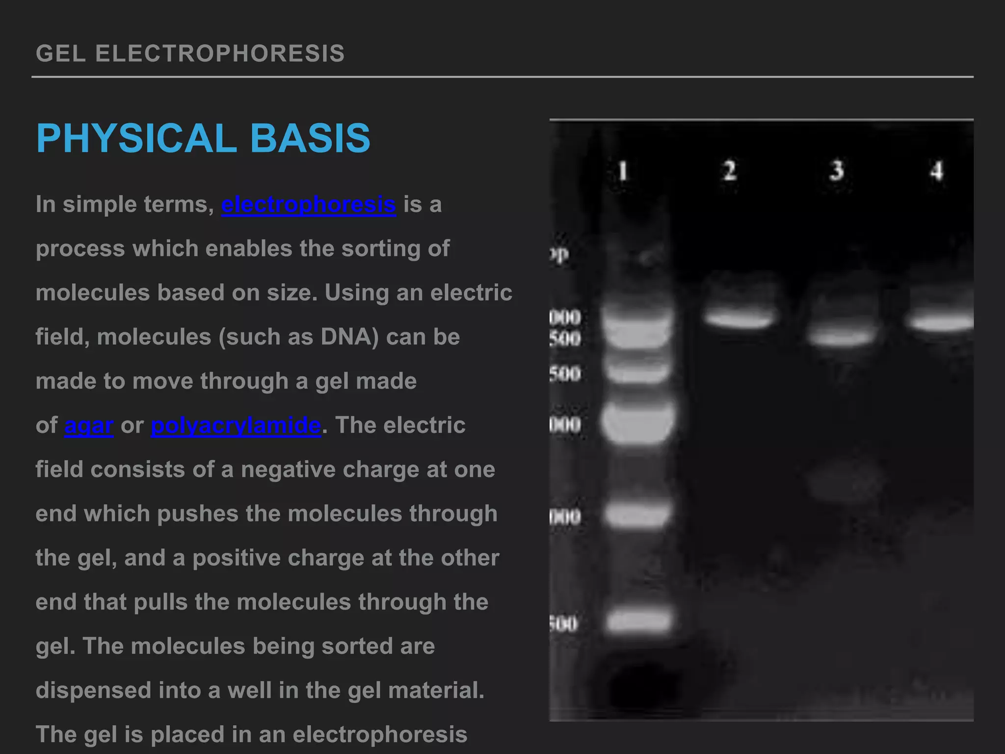 GEL ELECTROPHORESIS
PHYSICAL BASIS
In simple terms, electrophoresis is a
process which enables the sorting of
molecules based on size. Using an electric
field, molecules (such as DNA) can be
made to move through a gel made
of agar or polyacrylamide. The electric
field consists of a negative charge at one
end which pushes the molecules through
the gel, and a positive charge at the other
end that pulls the molecules through the
gel. The molecules being sorted are
dispensed into a well in the gel material.
The gel is placed in an electrophoresis
 
