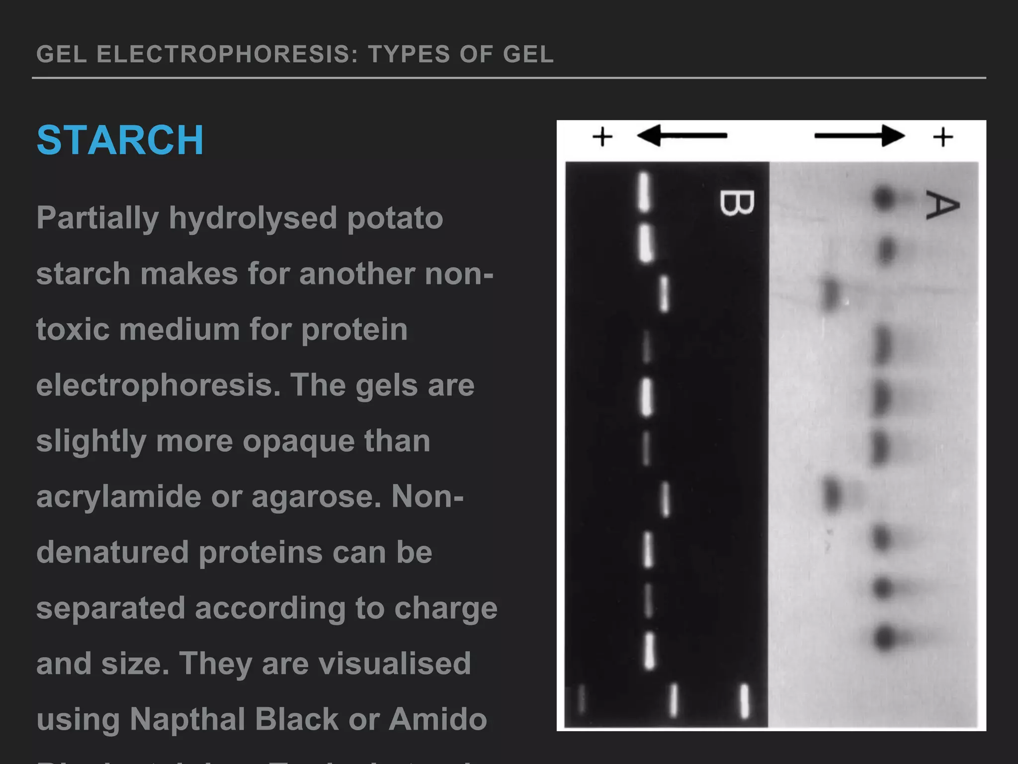 GEL ELECTROPHORESIS: TYPES OF GEL
STARCH
Partially hydrolysed potato
starch makes for another non-
toxic medium for protein
electrophoresis. The gels are
slightly more opaque than
acrylamide or agarose. Non-
denatured proteins can be
separated according to charge
and size. They are visualised
using Napthal Black or Amido
 