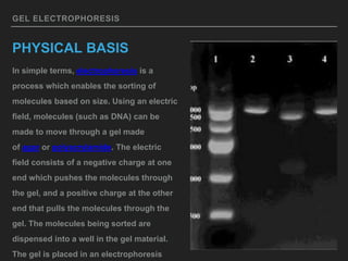 GEL ELECTROPHORESIS
PHYSICAL BASIS
In simple terms, electrophoresis is a
process which enables the sorting of
molecules based on size. Using an electric
field, molecules (such as DNA) can be
made to move through a gel made
of agar or polyacrylamide. The electric
field consists of a negative charge at one
end which pushes the molecules through
the gel, and a positive charge at the other
end that pulls the molecules through the
gel. The molecules being sorted are
dispensed into a well in the gel material.
The gel is placed in an electrophoresis
 