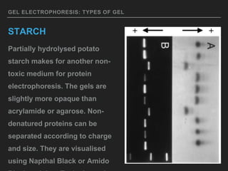 GEL ELECTROPHORESIS: TYPES OF GEL
STARCH
Partially hydrolysed potato
starch makes for another non-
toxic medium for protein
electrophoresis. The gels are
slightly more opaque than
acrylamide or agarose. Non-
denatured proteins can be
separated according to charge
and size. They are visualised
using Napthal Black or Amido
 