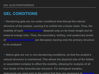 GEL ELECTROPHORESIS
GEL CONDITIONS
∞ Denaturing gels are run under conditions that disrupt the natural
structure of the analyte, causing it to unfold into a linear chain. Thus, the
mobility of each macromolecule depends only on its linear length and its
mass-to-charge ratio. Thus, the secondary, tertiary, and quaternary levels
of biomolecular structure are disrupted, leaving only the primary structure
to be analyzed.
∞ Native gels are run in non-denaturing conditions, so that the analyte's
natural structure is maintained. This allows the physical size of the folded
or assembled complex to affect the mobility, allowing for analysis of all
four levels of the biomolecular structure. For biological samples,
 