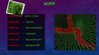 WORM
wrm@root:~# Auto Clone
wrm@root :~# Spread
wrm@root :~# Not need attach
wrm@root :~# Consume
wrm@root :~# Any action user
wrm@root :~# Backdoor P2P
 