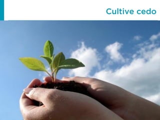 Cultive cedo
 