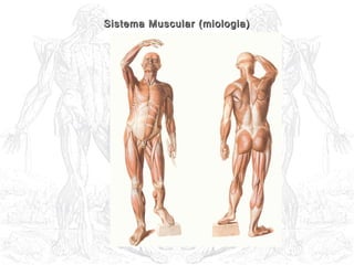 Sistema Muscular (miologia)Sistema Muscular (miologia)
 