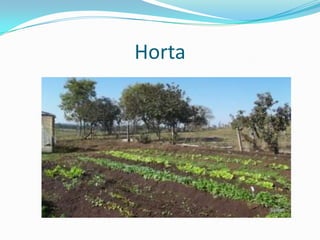 Horta
 