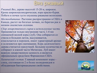 Ржавый Вяз, дерево высотой 15-20 м, широкое.
Крона широкоцилиндрическая, кора красно-бурая.
Побеги и почки густо опушены ржавыми волосками.
Местообитание. Растение распространено в США и
Канаде, растет на богатых почвах, по берегам рек и
низким скалистым склонам.
Сбор лекарственного сырья и используемые части.
Применяется только внутренняя часть 1-4 мм
снимаемой весной коры (луб). Она собирается со
ствола и больших веток, высушивается,
измельчается в порошок, имеет характерный аромат
и ослизняется при смачивании. Кора десятилетнего
дерева считается наилучшей. Большие количества ее
собирают в южной части Мичигана. Луб имеет
важную лекарственную ценность и является
официальным средством Фармакопеи США.
Химический состав. Главный компонент коры -
слизь, состоящая из 2 и более полиуронидов и
обладающая бактерицидными свойствами.
 