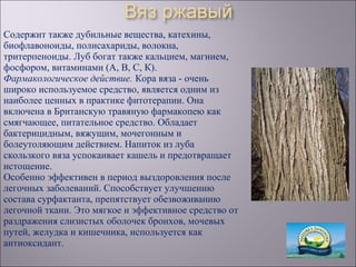 Содержит также дубильные вещества, катехины,
биофлавоноиды, полисахариды, волокна,
тритерпеноиды. Луб богат также кальцием, магнием,
фосфором, витаминами (А, В, С, К).
Фармакологическое действие. Кора вяза - очень
широко используемое средство, является одним из
наиболее ценных в практике фитотерапии. Она
включена в Британскую травяную фармакопею как
смягчающее, питательное средство. Обладает
бактерицидным, вяжущим, мочегонным и
болеутоляющим действием. Напиток из луба
скользкого вяза успокаивает кашель и предотвращает
истощение.
Особенно эффективен в период выздоровления после
легочных заболеваний. Способствует улучшению
состава сурфактанта, препятствует обезвоживанию
легочной ткани. Это мягкое и эффективное средство от
раздражения слизистых оболочек бронхов, мочевых
путей, желудка и кишечника, используется как
антиоксидант.
 