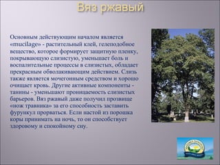 Основным действующим началом является
«mucilage» - растительный клей, гелеподобное
вещество, которое формирует защитную пленку,
покрывающую слизистую, уменьшает боль и
воспалительные процессы в слизистых, обладает
прекрасным обволакивающим действием. Слизь
также является мочегонным средством и хорошо
очищает кровь. Другие активные компоненты -
танины - уменьшают проницаемость слизистых
барьеров. Вяз ржавый даже получил прозвище
«нож травника» за его способность заставить
фурункул прорваться. Если настой из порошка
коры принимать на ночь, то он способствует
здоровому и спокойному сну.
 