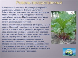 Ботаническое описание. Родина предков ревеня-
высокогорья Западного Китая и Восточного
Тибета. Однако для получения аптекарского сырья
ревень специально культивируют во многих
европейских странах. Наибольшее его количество
ввозится из Китая, где его получают от 5 - 10-
летних дикорастущих растений.
Ревень лекарственный достигает примерно 2 - 3 м в
высоту. В первый год образуется только мясистый
корень, а вслед за ним корневище, которое из года
в год становится все более мощным и от которого
отходят длинные боковые корни и многочисленные
клубни. Прикорневые листья с длинными
черешками, широкосердцевидные, пальчато-
рассеченные; стеблевые - значительно мельче,
проще и имеют короткие черешки. Мелкие цветки
сгруппированы в метельчатые соцветия, которые
выходят из пазух ладьевидных верхних листьев. Во
время цветения цветонос удлиняется.
 