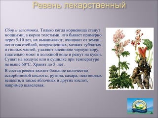 Сбор и заготовка. Только когда корневища станут
мощными, а корни толстыми, что бывает примерно
через 5-10 лет, их выкапывают, очищают от земли,
остатков стеблей, поврежденных, мелких губчатых
и гнилых частей, удаляют внешнюю черную кору,
тщательно моют в холодной воде и режут на куски.
Сушат на воздухе или в сушилке при температуре
не выше 60°С. Хранят до 5 лет.
В состав ревеня входит большое количество
аскорбиновой кислоты, рутина, сахара, пектиновых
веществ, а также яблочных и других кислот,
например щавелевая.
 