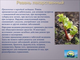 Применение в народной медицине. Ревень
применяется как слабительное, для лечения гастритов
с повышенной кислотностью, при малокровии,
туберкулезе легких, при желтухе как желчегонное,
при склерозе. Наружно измельченный корень,
смешанный с уксусом, употребляют для лечения
витилиго и других кожных заболеваний.
Народная медицина рекомендует принимать растение
как общеукрепляющее средство. В некоторых
источниках указано целебное действие ревеня при
анемии и малокровии.
Активно применение ревеня в тибетской медицине.
Здесь вы можете найти рецепты для лечения
воспалительных заболеваний, артрита, ревматизма,
пневмонии, бронхита, фурункулеза, псориаза,
холецистита. Кроме того, применение ревеня
практикуют для очищения организма от яда, при
разнообразных отравлениях.
 