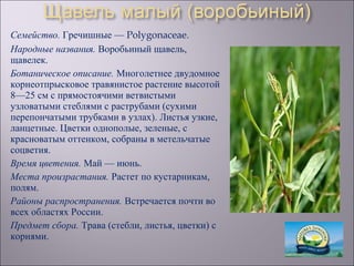 Семейство. Гречишные — Polygonaceae.
Народные названия. Воробьиный щавель,
щавелек.
Ботаническое описание. Многолетнее двудомное
корнеотпрысковое травянистое растение высотой
8—25 см с прямостоячими ветвистыми
узловатыми стеблями с раструбами (сухими
перепончатыми трубками в узлах). Листья узкие,
ланцетные. Цветки однополые, зеленые, с
красноватым оттенком, собраны в метельчатые
соцветия.
Время цветения. Май — июнь.
Места произрастания. Растет по кустарникам,
полям.
Районы распространения. Встречается почти во
всех областях России.
Предмет сбора. Трава (стебли, листья, цветки) с
корнями.
 