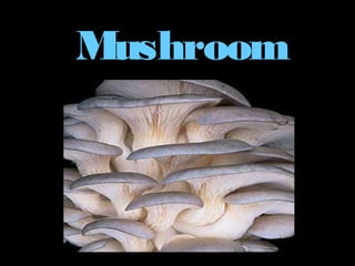 Mushroom
Technology
 