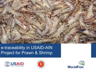 e-traceability in USAID-AIN
Project for Prawn & Shrimp
 