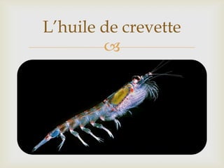 
L’huile de crevette
 