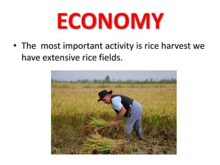 ECONOMY
• The most important activity is rice harvest we
have extensive rice fields.
 