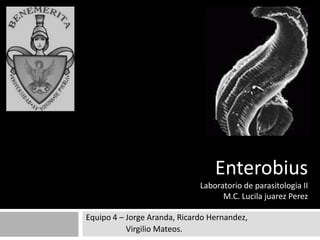 Enterobius
                              Laboratorio de parasitologia II
                                    M.C. Lucila juarez Perez

Equipo 4 – Jorge Aranda, Ricardo Hernandez,
           Virgilio Mateos.
 