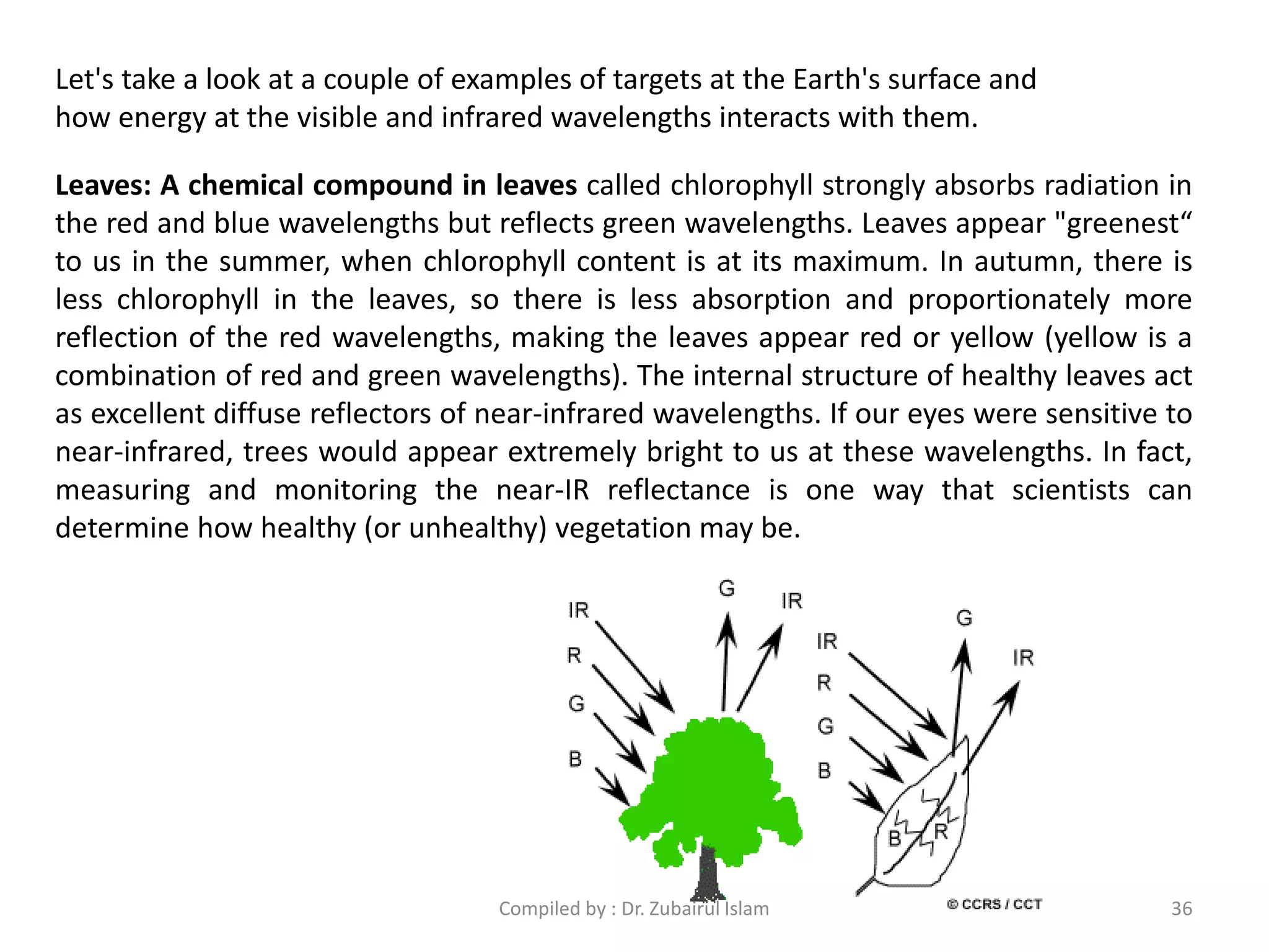 Let's take a look at a couple of examples of targets at the Earth's surface and
how energy at the visible and infrared wavelengths interacts with them.
Leaves: A chemical compound in leaves called chlorophyll strongly absorbs radiation in
the red and blue wavelengths but reflects green wavelengths. Leaves appear "greenest“
to us in the summer, when chlorophyll content is at its maximum. In autumn, there is
less chlorophyll in the leaves, so there is less absorption and proportionately more
reflection of the red wavelengths, making the leaves appear red or yellow (yellow is a
combination of red and green wavelengths). The internal structure of healthy leaves act
as excellent diffuse reflectors of near-infrared wavelengths. If our eyes were sensitive to
near-infrared, trees would appear extremely bright to us at these wavelengths. In fact,
measuring and monitoring the near-IR reflectance is one way that scientists can
determine how healthy (or unhealthy) vegetation may be.
36Compiled by : Dr. Zubairul Islam
 
