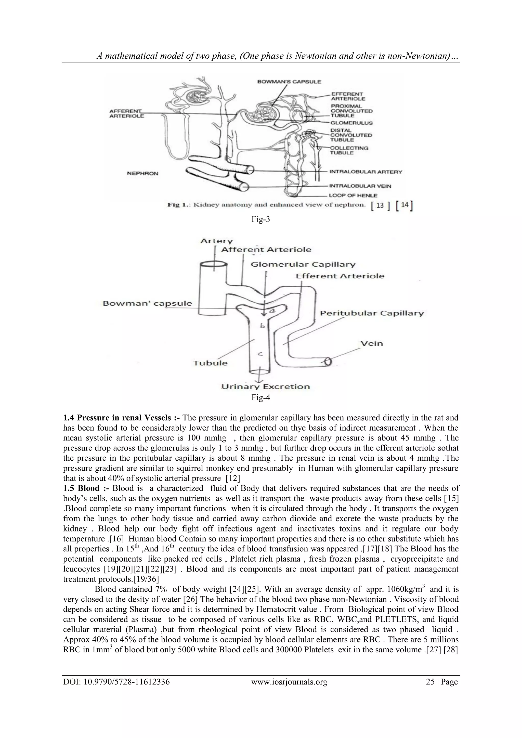 A mathematical model of two phase, (One phase is Newtonian and other is non-Newtonian)…
DOI: 10.9790/5728-11612336 www.iosrjournals.org 25 | Page
Fig-3
Fig-4
1.4 Pressure in renal Vessels :- The pressure in glomerular capillary has been measured directly in the rat and
has been found to be considerably lower than the predicted on thye basis of indirect measurement . When the
mean systolic arterial pressure is 100 mmhg , then glomerular capillary pressure is about 45 mmhg . The
pressure drop across the glomerulas is only 1 to 3 mmhg , but further drop occurs in the efferent arteriole sothat
the pressure in the peritubular capillary is about 8 mmhg . The pressure in renal vein is about 4 mmhg .The
pressure gradient are similar to squirrel monkey end presumably in Human with glomerular capillary pressure
that is about 40% of systolic arterial pressure [12]
1.5 Blood :- Blood is a characterized fluid of Body that delivers required substances that are the needs of
body’s cells, such as the oxygen nutrients as well as it transport the waste products away from these cells [15]
.Blood complete so many important functions when it is circulated through the body . It transports the oxygen
from the lungs to other body tissue and carried away carbon dioxide and excrete the waste products by the
kidney . Blood help our body fight off infectious agent and inactivates toxins and it regulate our body
temperature .[16] Human blood Contain so many important properties and there is no other substitute which has
all properties . In 15th
,And 16th
century the idea of blood transfusion was appeared .[17][18] The Blood has the
potential components like packed red cells , Platelet rich plasma , fresh frozen plasma , cryoprecipitate and
leucocytes [19][20][21][22][23] . Blood and its components are most important part of patient management
treatment protocols.[19/36]
Blood cantained 7% of body weight [24][25]. With an average density of appr. 1060kg/m3
and it is
very closed to the desity of water [26] The behavior of the blood two phase non-Newtonian . Viscosity of blood
depends on acting Shear force and it is determined by Hematocrit value . From Biological point of view Blood
can be considered as tissue to be composed of various cells like as RBC, WBC,and PLETLETS, and liquid
cellular material (Plasma) ,but from rheological point of view Blood is considered as two phased liquid .
Approx 40% to 45% of the blood volume is occupied by blood cellular elements are RBC . There are 5 millions
RBC in 1mm3
of blood but only 5000 white Blood cells and 300000 Platelets exit in the same volume .[27] [28]
 