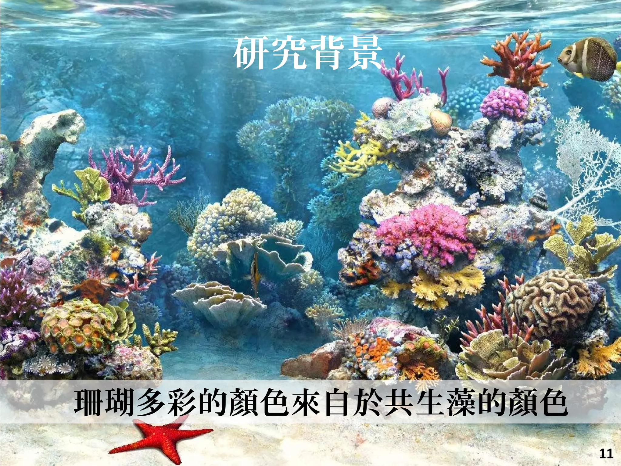 11
珊瑚多彩的顏色來自於共生藻的顏色
研究背景
 