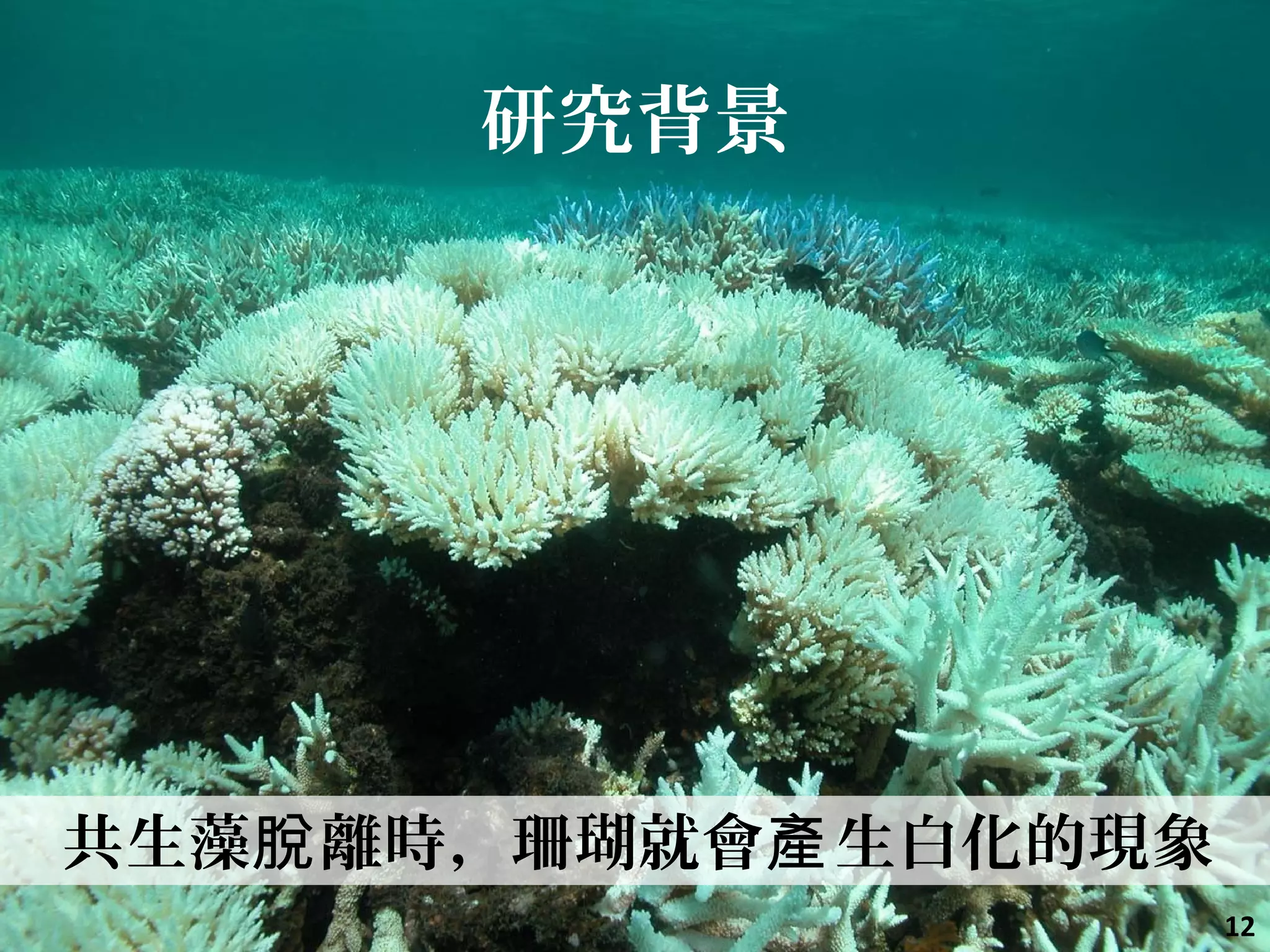 研究背景
共生藻 離時，珊瑚就會 生白化的現象脫 產
12
 