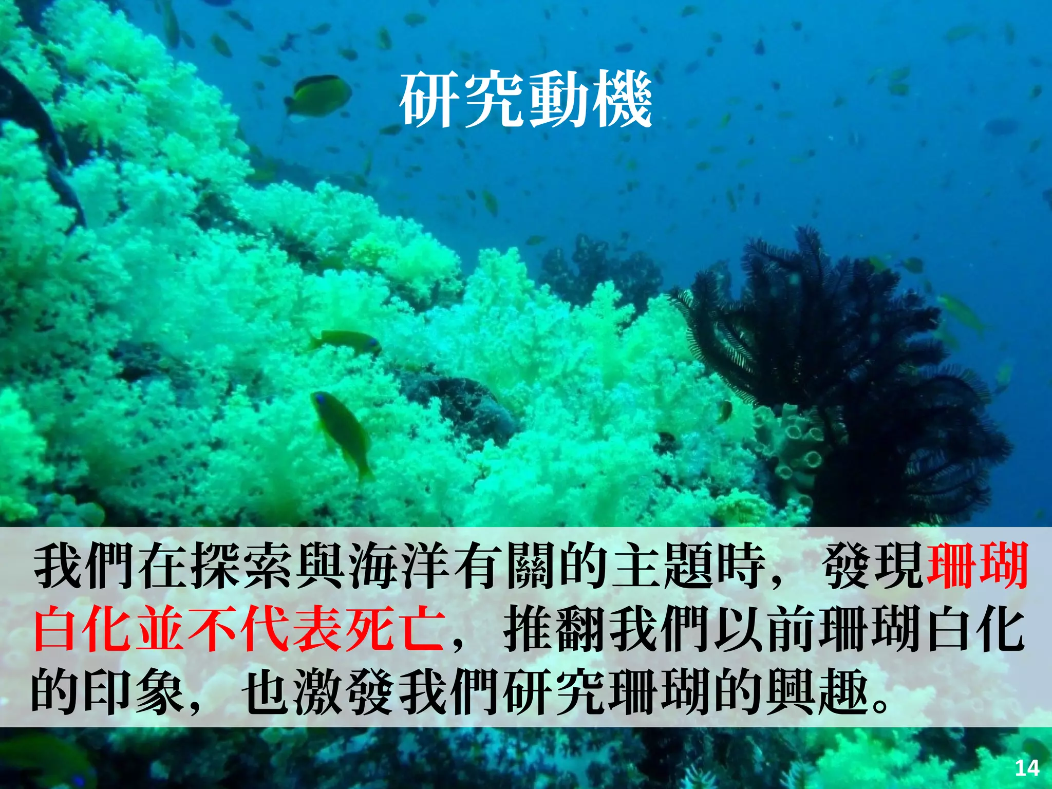 研究動機
我們在探索與海洋有關的主題時，發現珊瑚
白化並不代表死亡，推翻我們以前珊瑚白化
的印象，也激發我們研究珊瑚的興趣。
14
 