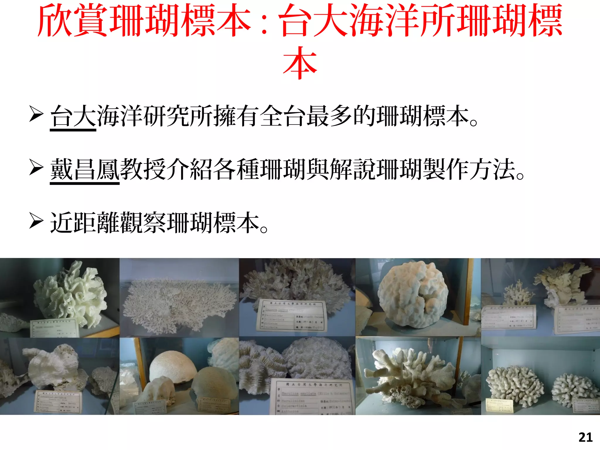 欣賞珊瑚標本 : 台大海洋所珊瑚標
本
 台大海洋研究所擁有全台最多的珊瑚標本。
 戴昌鳳教授介紹各種珊瑚與解說珊瑚製作方法。
 近距離觀察珊瑚標本。
21
 