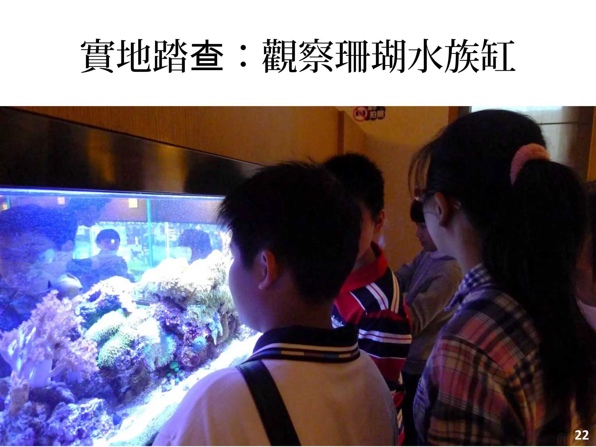 實地踏 ：觀察珊瑚水族缸查
22
 
