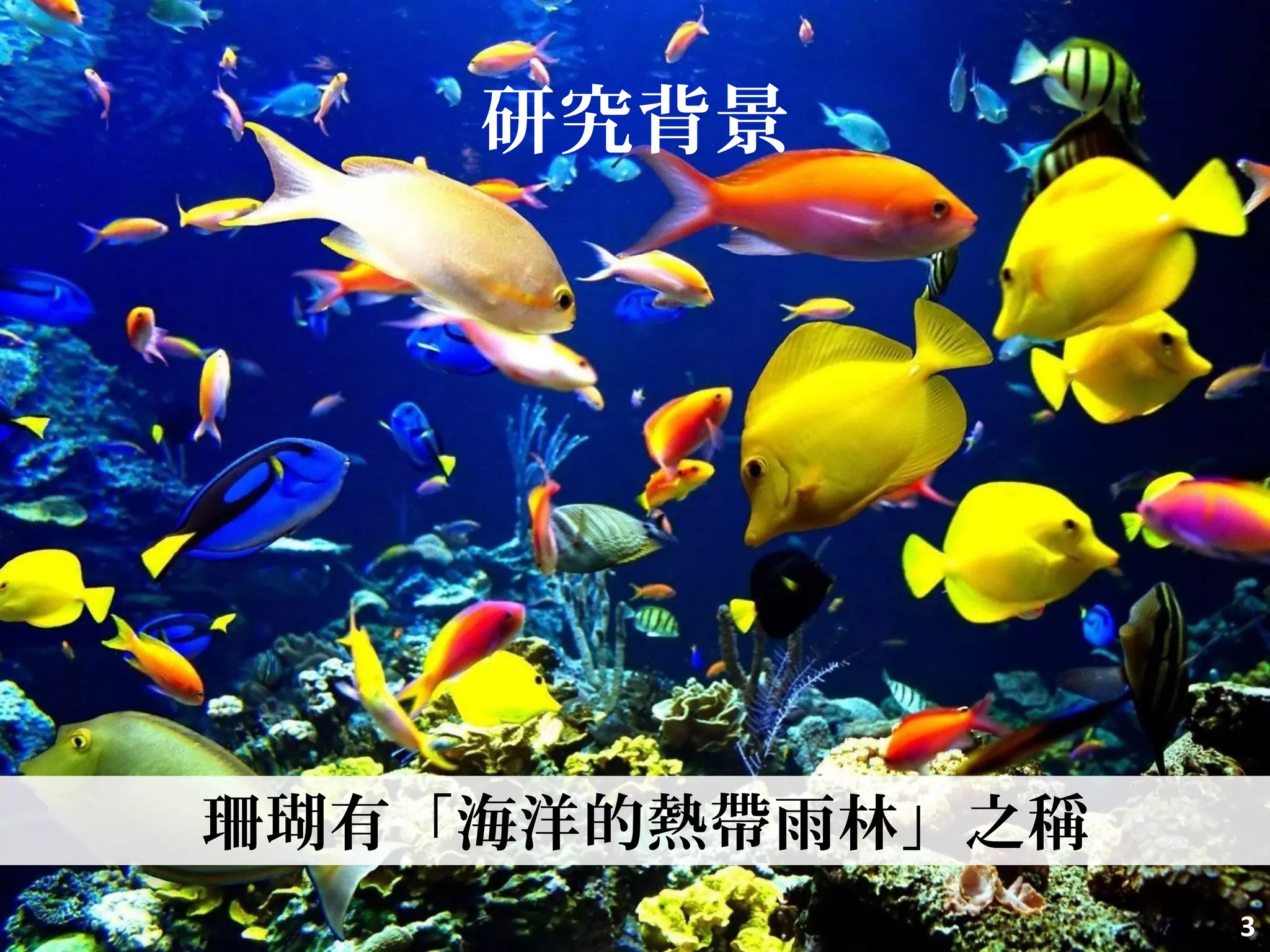 研究背景
珊瑚有「海洋的熱帶雨林」之稱
3
 