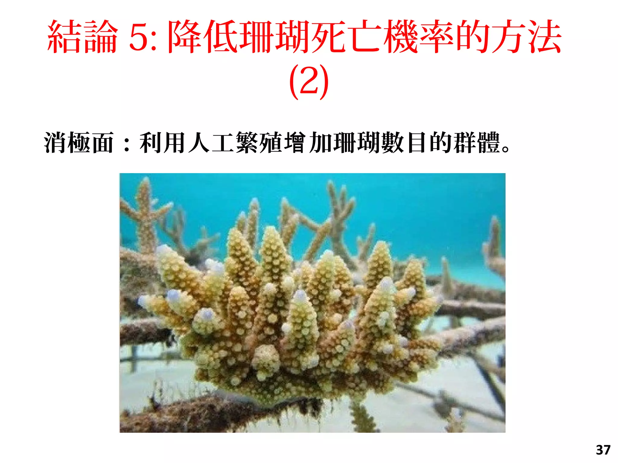 結論 5: 降低珊瑚死亡機率的方法
(2)
消極面：利用人工繁殖 加珊瑚數目的群體。增
37
 