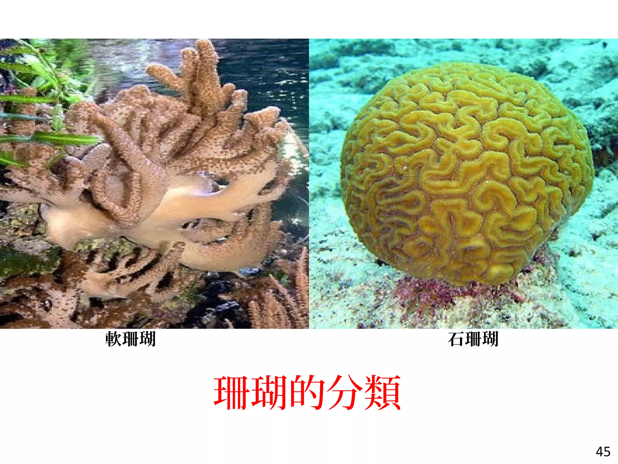 珊瑚的分類
45
軟珊瑚 石珊瑚
 