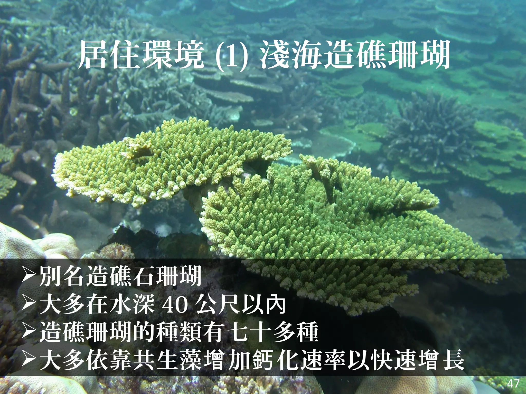 居住環境 (1) 淺海造礁珊瑚
別名造礁石珊瑚
大多在水深 40 公尺以內
造礁珊瑚的種類有七十多種
大多依靠共生藻 加 化速率以快速 長增 鈣 增
47
 