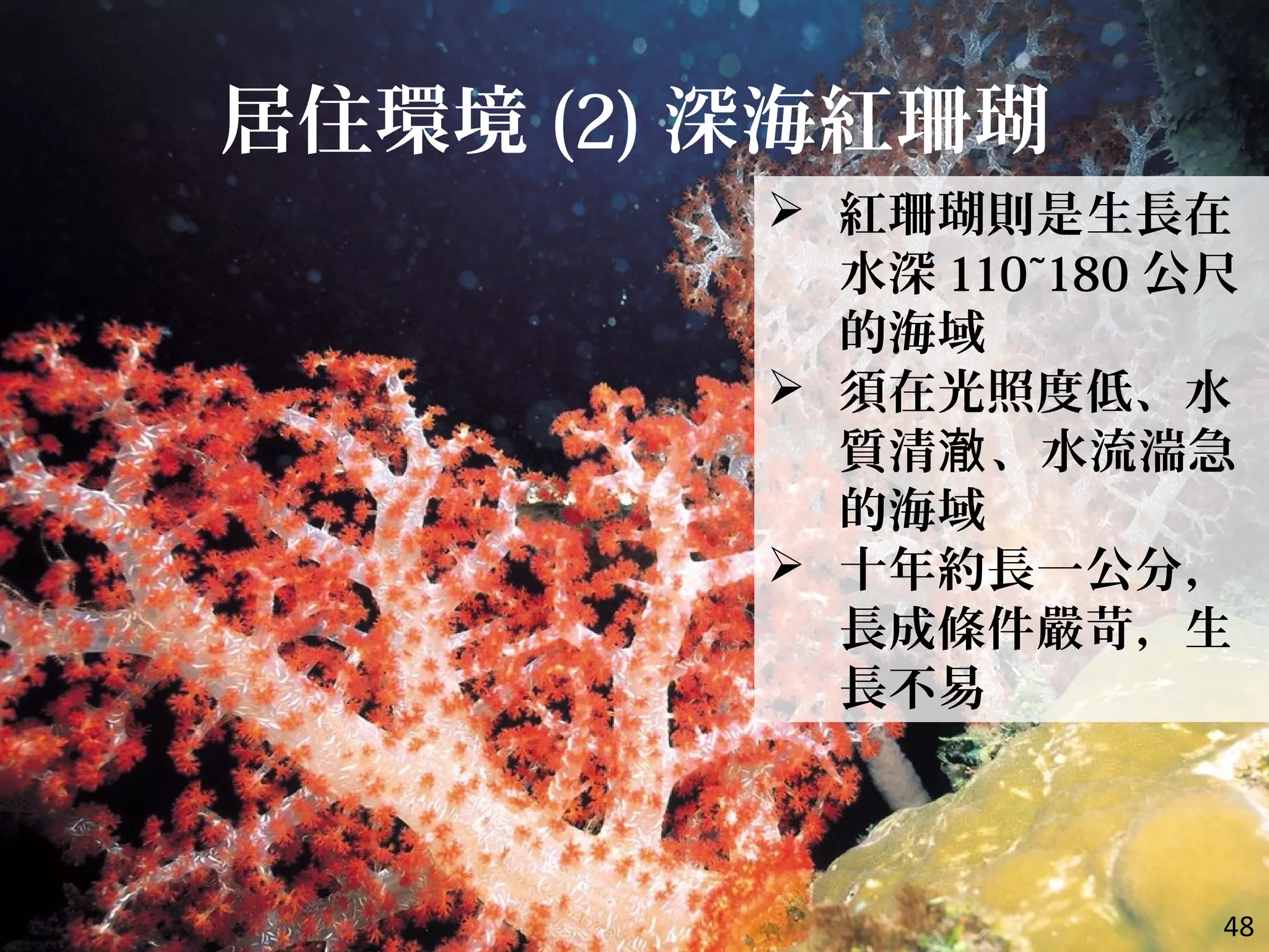 居住環境 (2) 深海紅珊瑚
 紅珊瑚則是生長在
水深 110~180 公尺
的海域
 須在光照度低、水
質清 、水流湍急澈
的海域
 十年約長一公分，
長成條件嚴苛，生
長不易
48
 