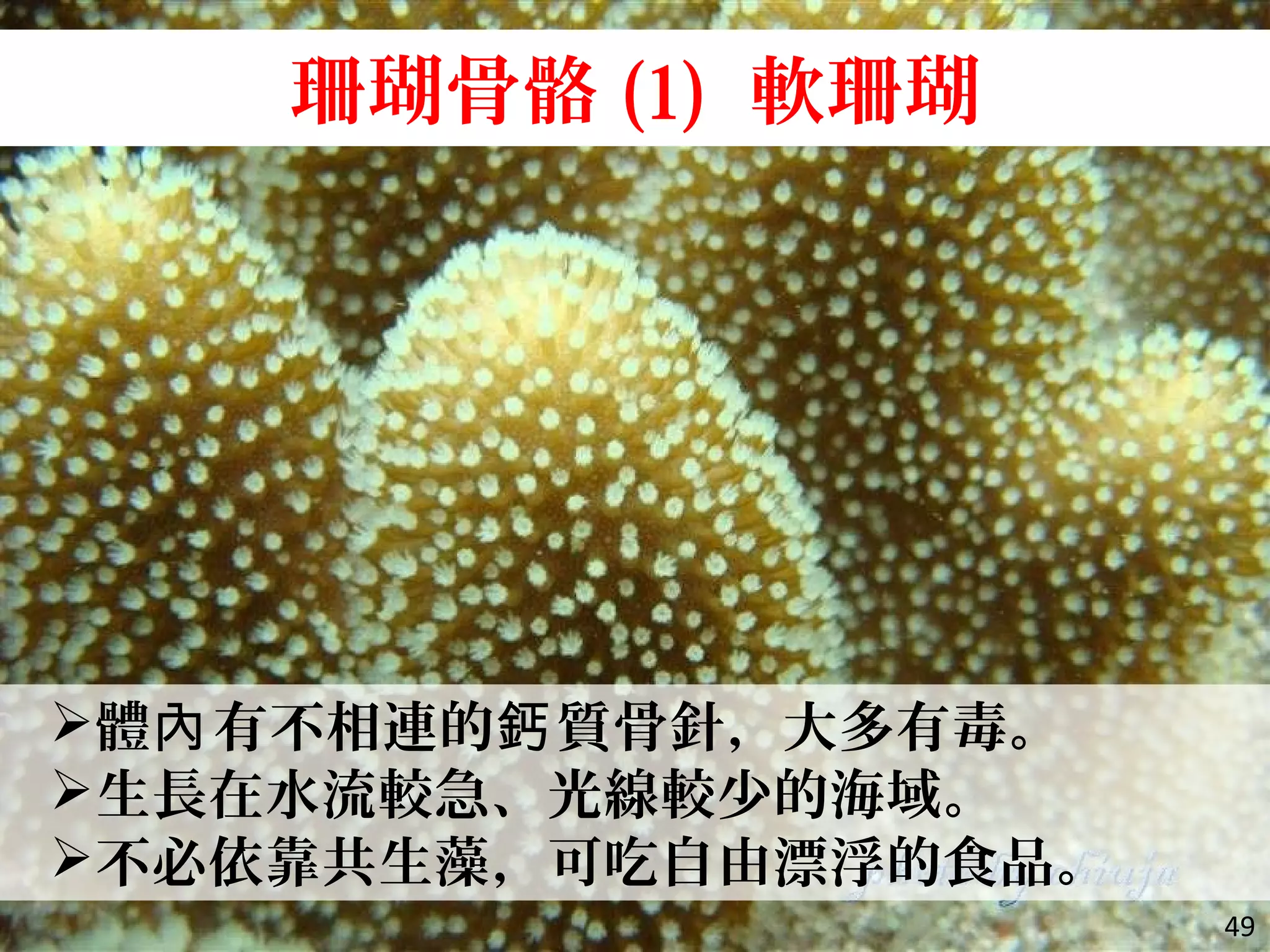 珊瑚骨骼 (1) 軟珊瑚
體 有不相連的 質骨針，大多有毒。內 鈣
生長在水流較急、光線較少的海域。
不必依靠共生藻，可吃自由漂浮的食品。
49
 