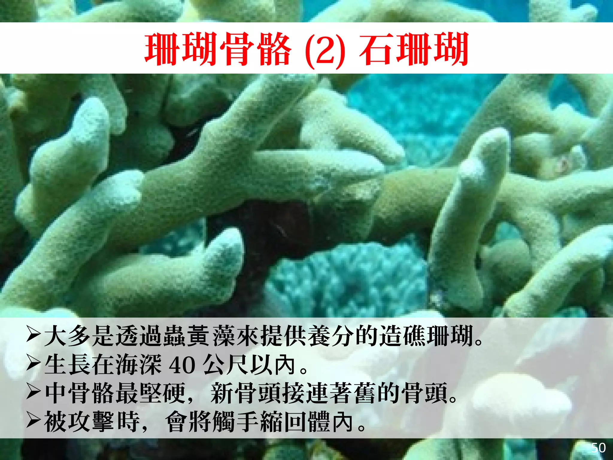 大多是透過蟲 藻來提供養分的造礁珊瑚。黃
生長在海深 40 公尺以 。內
中骨骼最堅硬，新骨頭接連著舊的骨頭。
被攻 時，會將觸手縮回體 。擊 內
珊瑚骨骼 (2) 石珊瑚
50
 
