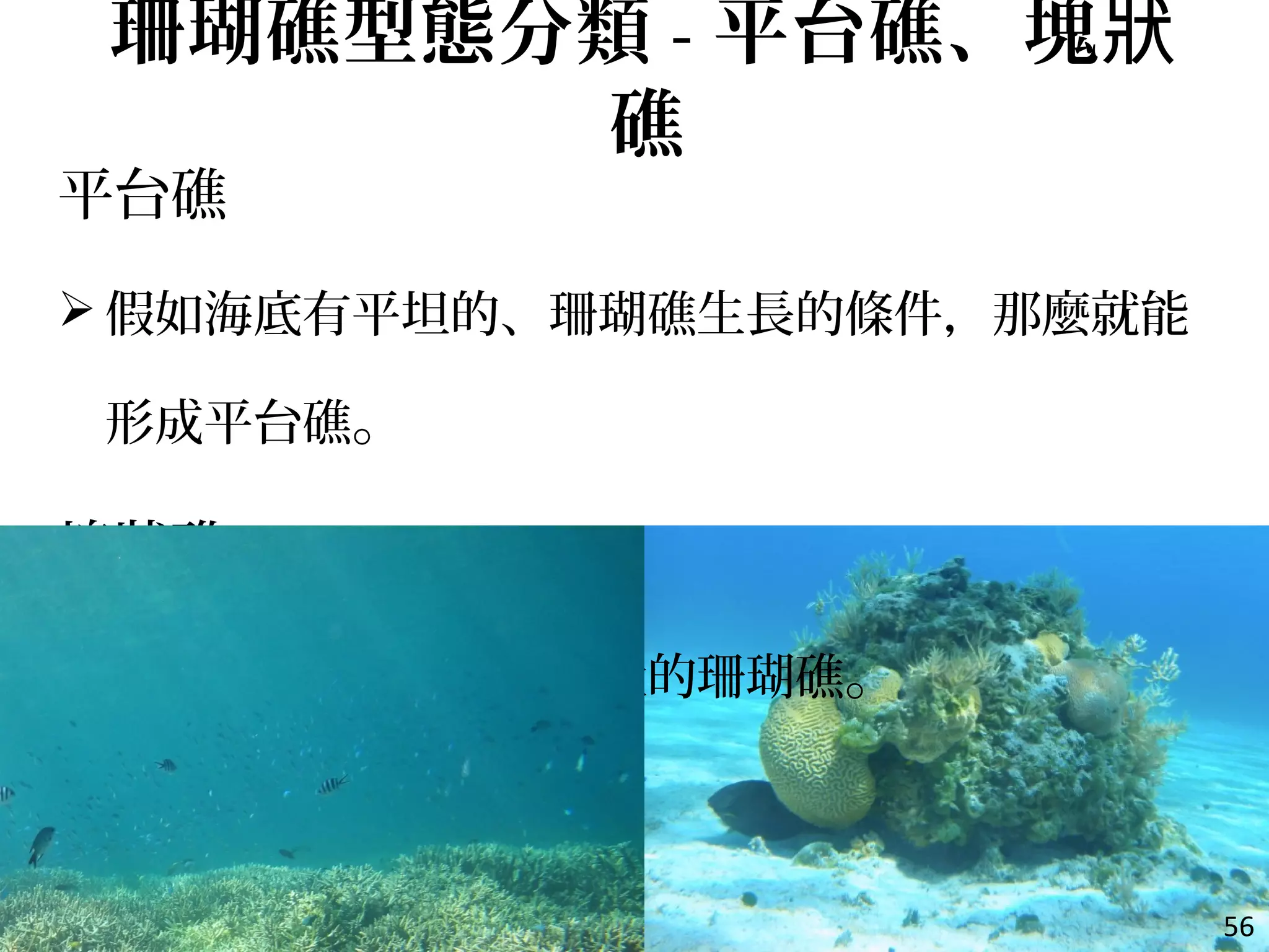 平台礁
 假如海底有平坦的、珊瑚礁生長的條件，那麼就能
形成平台礁。
塊狀礁
 指獨立在海中，形成塊狀的珊瑚礁。
56
珊瑚礁型態分類 - 平台礁、塊狀
礁
 