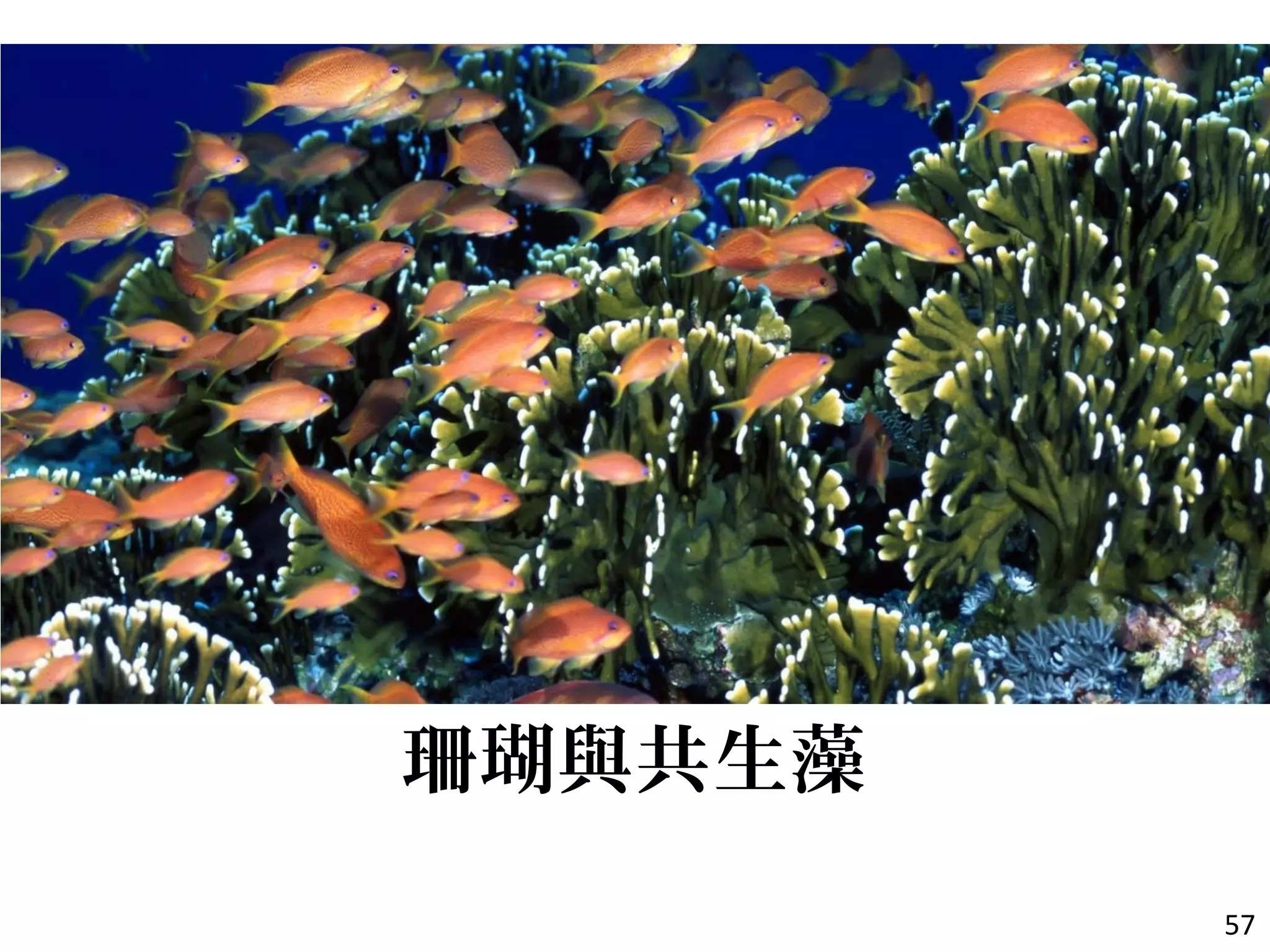 珊瑚與共生藻
57
 