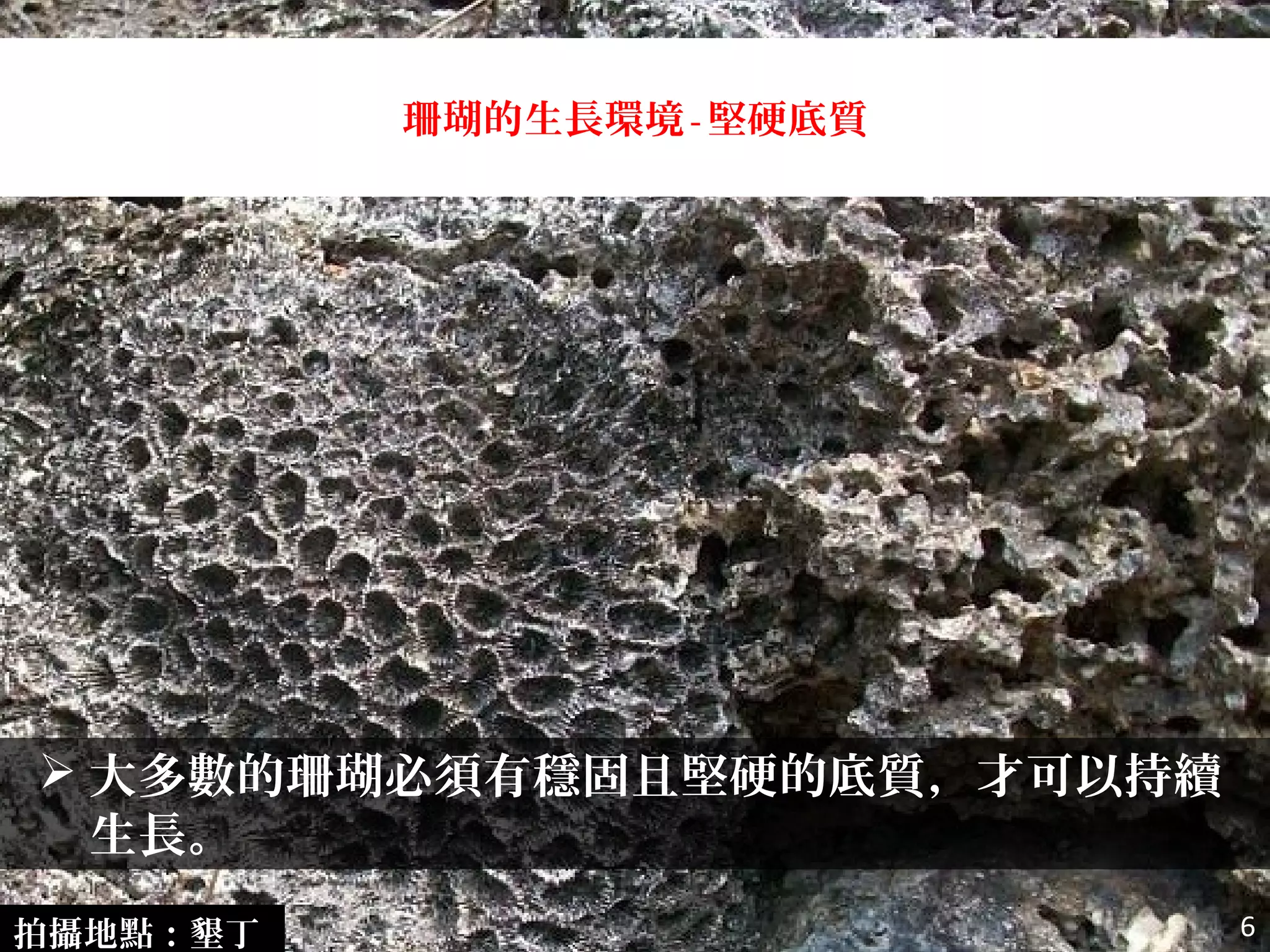  大多數的珊瑚必須有穩固且堅硬的底質，才可以持續
生長。
珊瑚的生長環境-堅硬底質
拍攝地點：墾丁 6
 