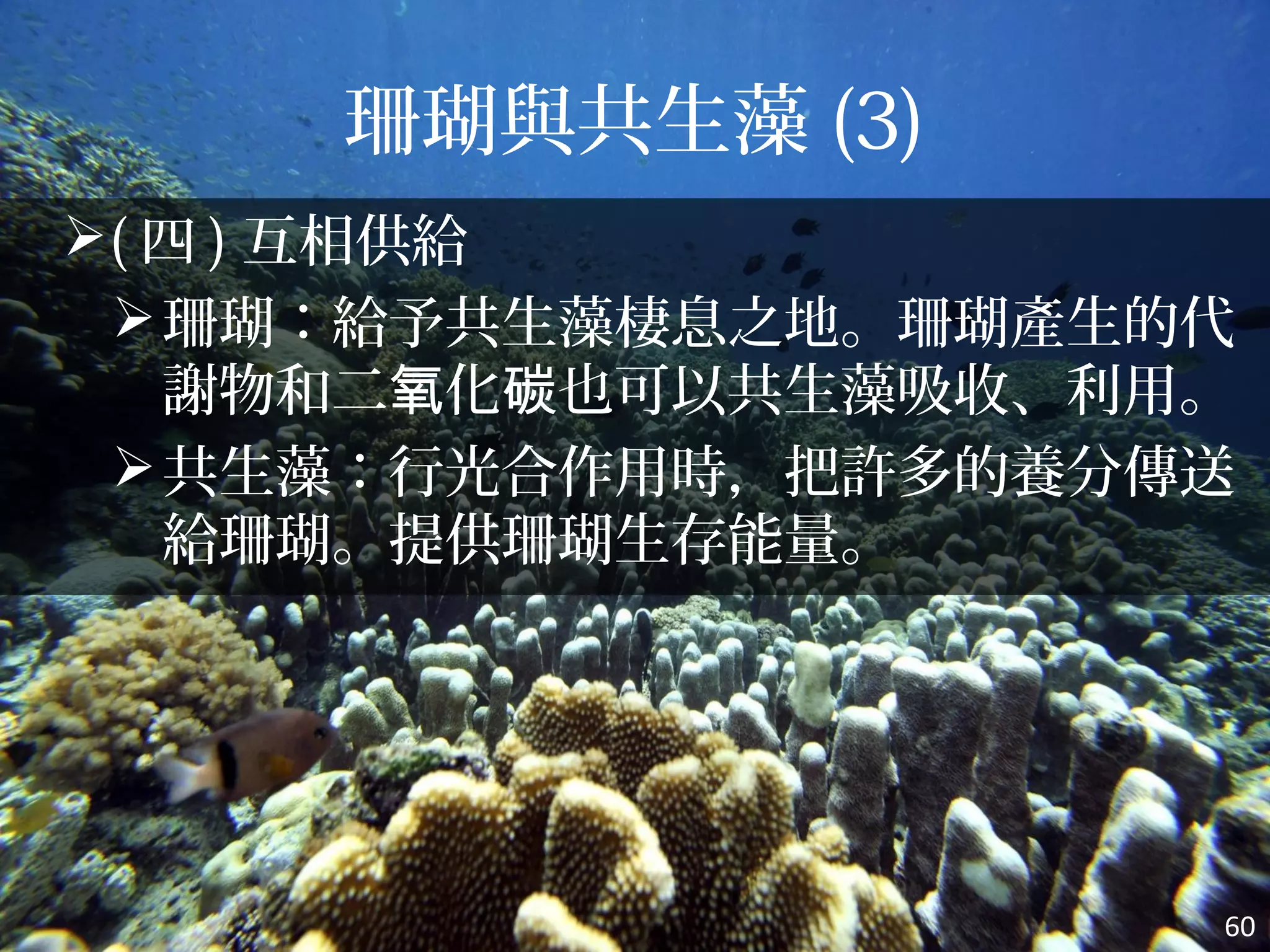 珊瑚與共生藻 (3)
( 四 ) 互相供給
珊瑚：給予共生藻棲息之地。珊瑚產生的代
謝物和二 化 也可以共生藻吸收、利用。氧 碳
共生藻：行光合作用時，把許多的養分傳送
給珊瑚。提供珊瑚生存能量。
60
 