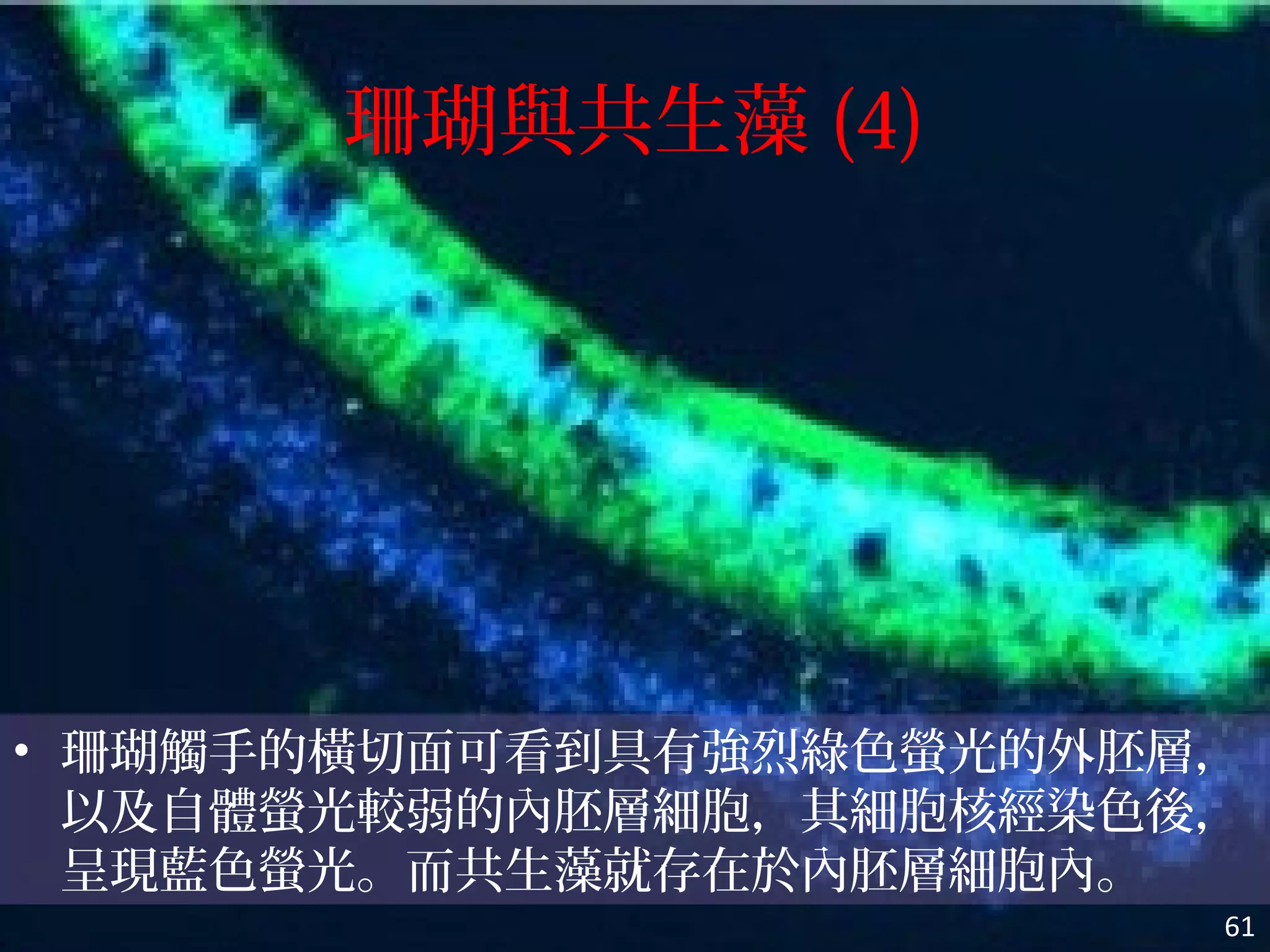 珊瑚與共生藻 (4)
• 珊瑚觸手的橫切面可看到具有強烈綠色螢光的外胚層，
以及自體螢光較弱的內胚層細胞，其細胞核經染色後，
呈現藍色螢光。而共生藻就存在於內胚層細胞內。
61
 