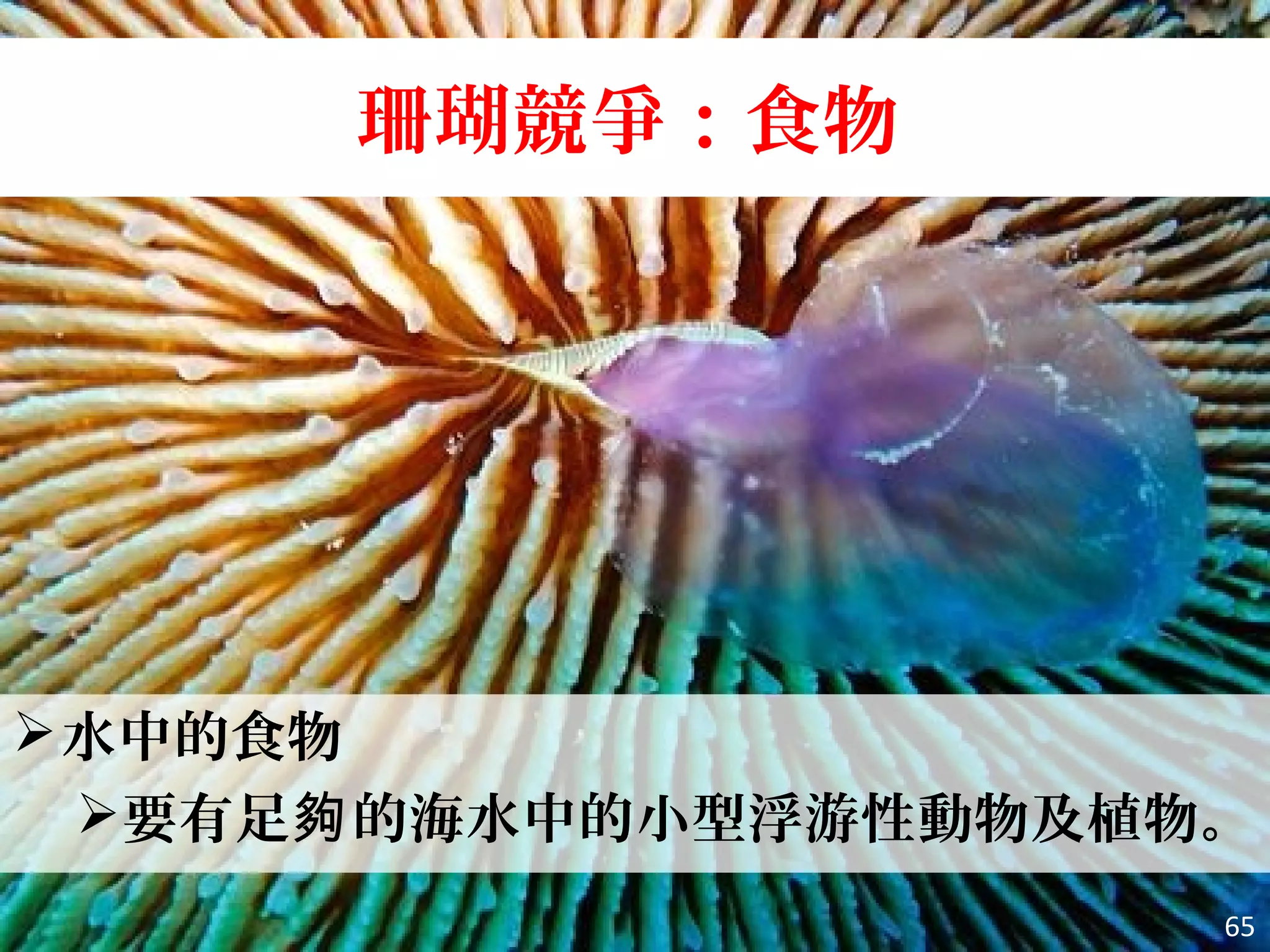 珊瑚競爭：食物
65
水中的食物
要有足 的海水中的小型浮游性動物及植物。夠
 