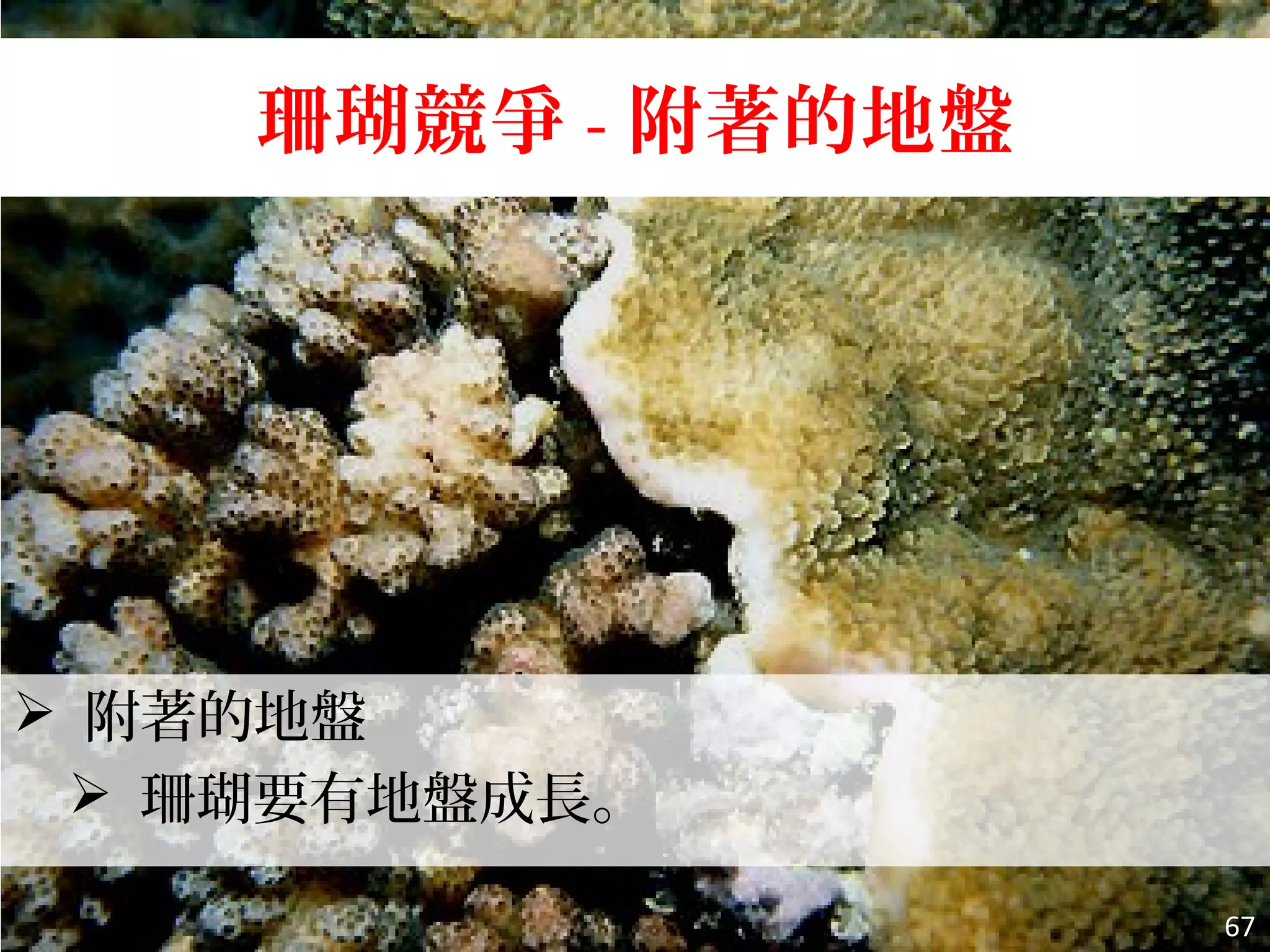 珊瑚競爭 - 附著的地盤
 附著的地盤
 珊瑚要有地盤成長。
67
 