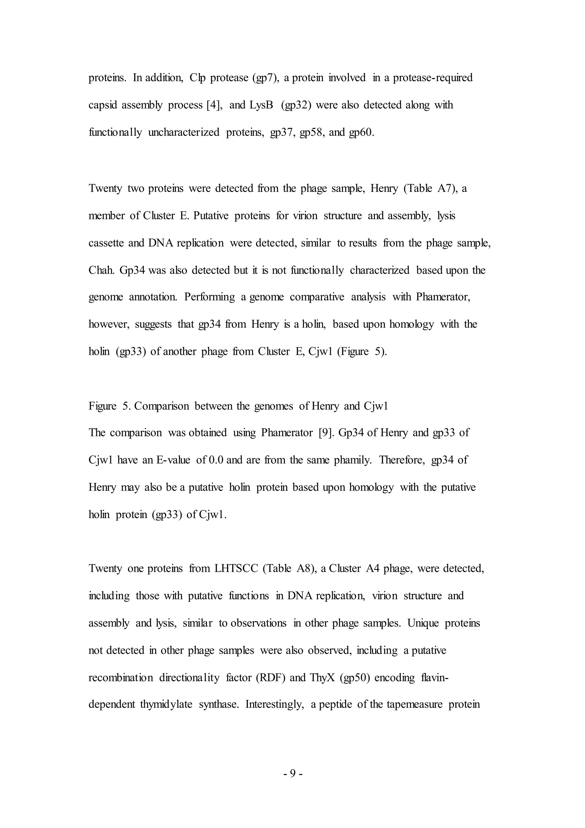 - 9 -
proteins. In addition, Clp protease (gp7), a protein involved in a protease-required
capsid assembly process [4], and LysB (gp32) were also detected along with
functionally uncharacterized proteins, gp37, gp58, and gp60.
Twenty two proteins were detected from the phage sample, Henry (Table A7), a
member of Cluster E. Putative proteins for virion structure and assembly, lysis
cassette and DNA replication were detected, similar to results from the phage sample,
Chah. Gp34 was also detected but it is not functionally characterized based upon the
genome annotation. Performing a genome comparative analysis with Phamerator,
however, suggests that gp34 from Henry is a holin, based upon homology with the
holin (gp33) of another phage from Cluster E, Cjw1 (Figure 5).
Figure 5. Comparison between the genomes of Henry and Cjw1
The comparison was obtained using Phamerator [9]. Gp34 of Henry and gp33 of
Cjw1 have an E-value of 0.0 and are from the same phamily. Therefore, gp34 of
Henry may also be a putative holin protein based upon homology with the putative
holin protein (gp33) of Cjw1.
Twenty one proteins from LHTSCC (Table A8), a Cluster A4 phage, were detected,
including those with putative functions in DNA replication, virion structure and
assembly and lysis, similar to observations in other phage samples. Unique proteins
not detected in other phage samples were also observed, including a putative
recombination directionality factor (RDF) and ThyX (gp50) encoding flavin-
dependent thymidylate synthase. Interestingly, a peptide of the tapemeasure protein
 