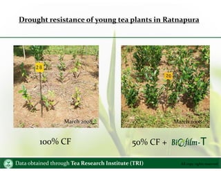 Y%S,xld f;am¾fhaIKwdh;kh All copy rights reserved
Drought resistance of young tea plants in Ratnapura
100% CF 50% CF +
Dat...