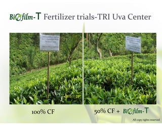 Fertilizer trials-TRI Uva Center
100% CF 50% CF +
All copy rights reserved
 